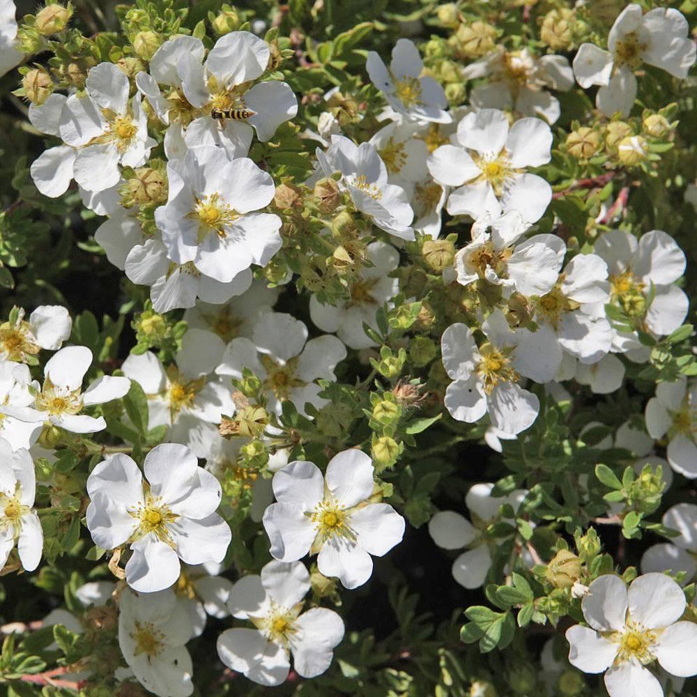 Potentilla Fruticosa Abbottswood - View 6 from www redcrocus com