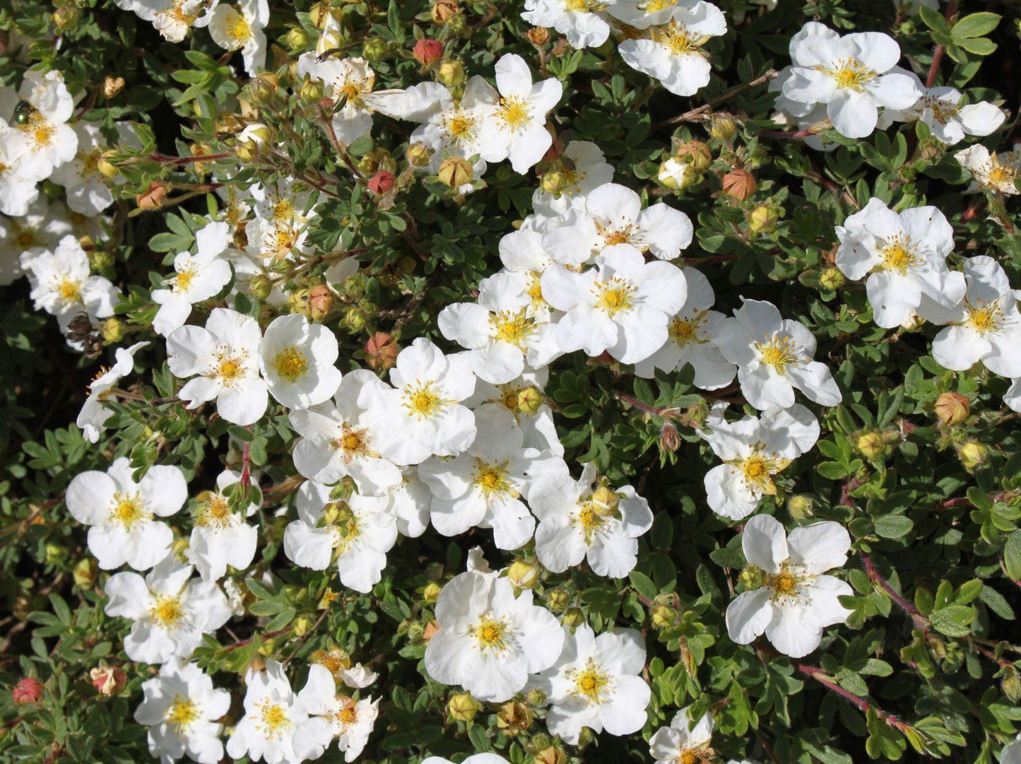 Potentilla Fruticosa Abbottswood - View 7 from www redcrocus com