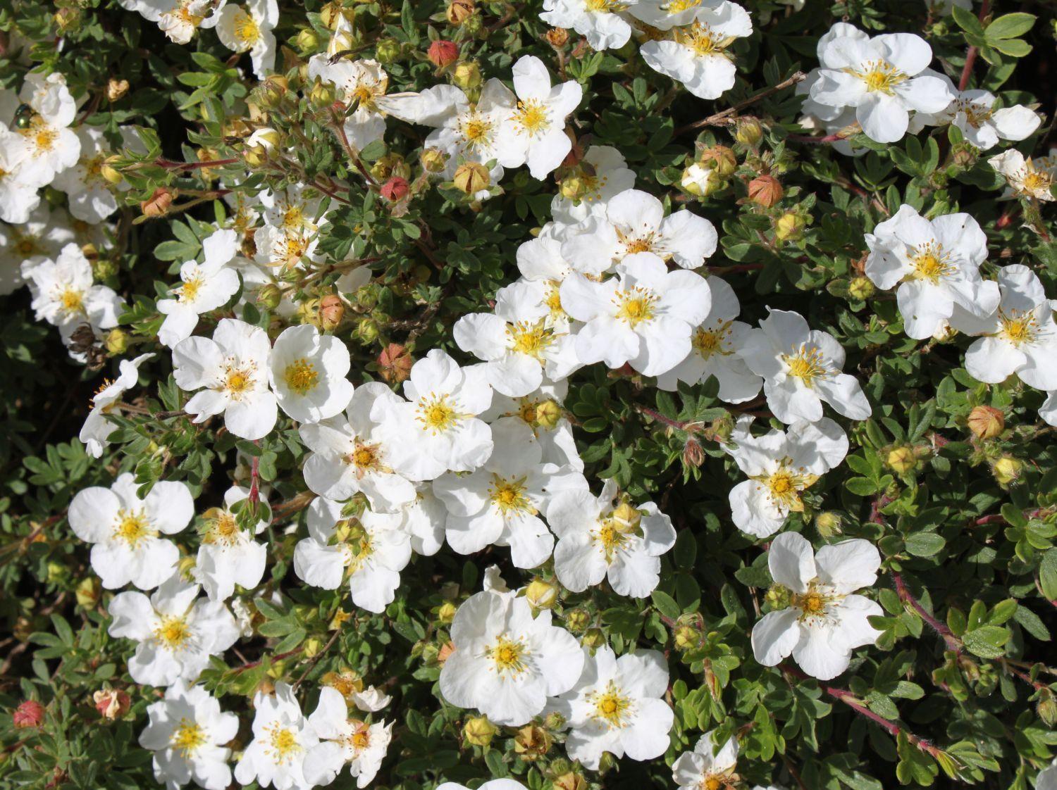 Potentilla Fruticosa Abbottswood - View 7 from www redcrocus com