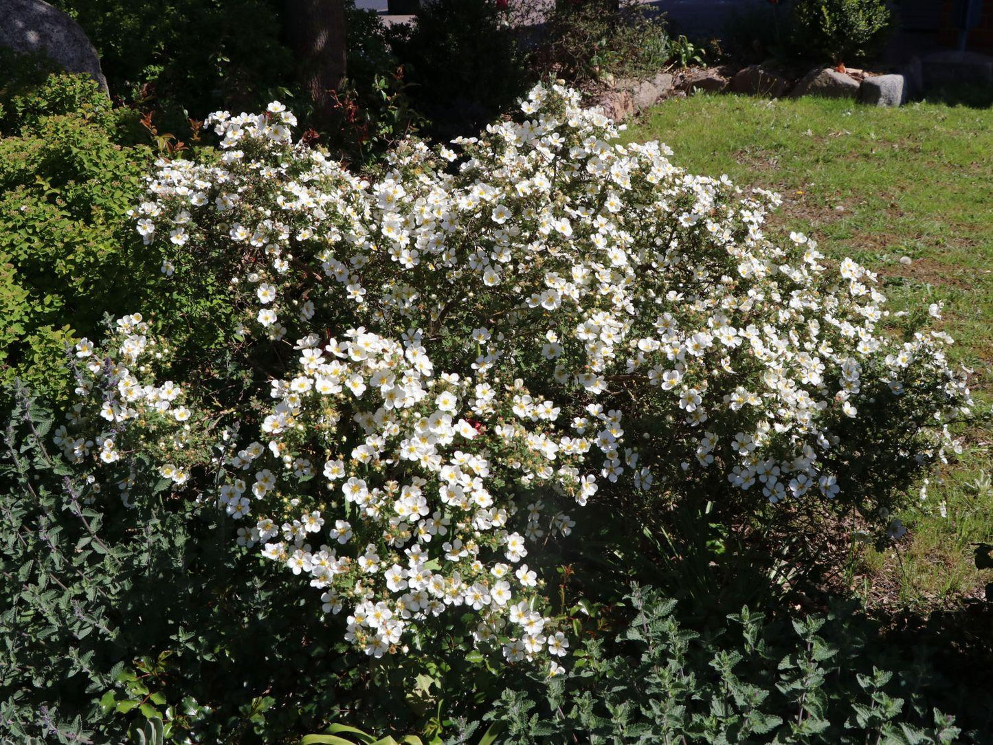 Potentilla Fruticosa Abbottswood - View 8 from www redcrocus com