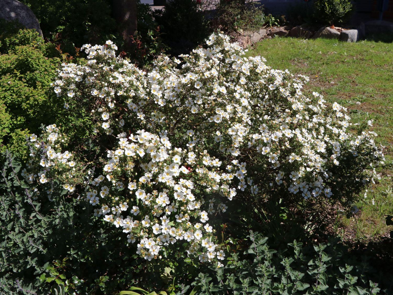 Potentilla Fruticosa Abbottswood - View 8 from www redcrocus com