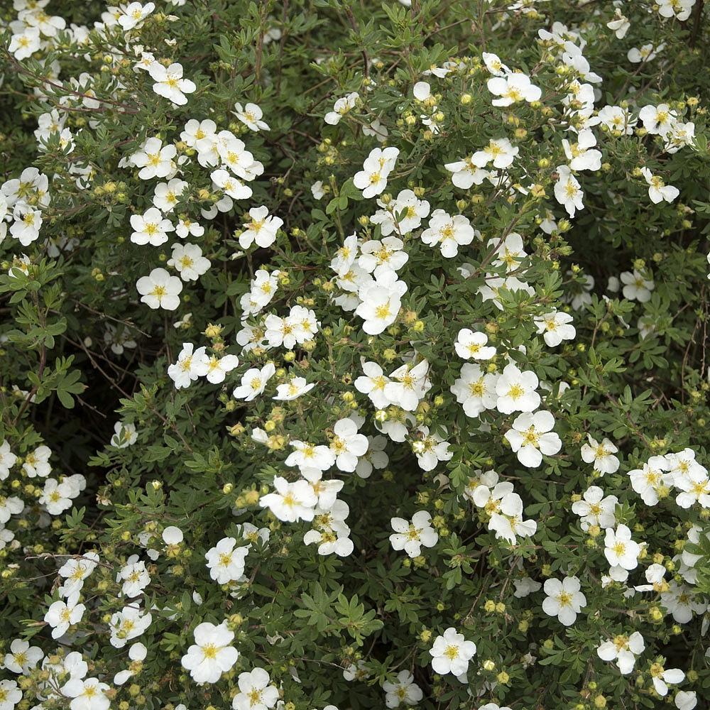 Potentilla Fruticosa Abbottswood - View 9 from www redcrocus com
