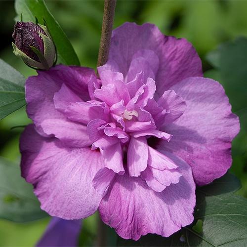 Hibiscus Syriacus 'lavender Chiffon' - View 10 from www redcrocus com
