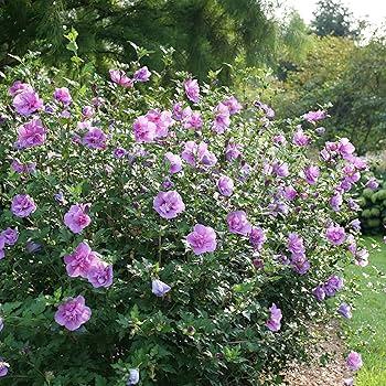 Hibiscus Syriacus 'lavender Chiffon' - View 18 from www redcrocus com