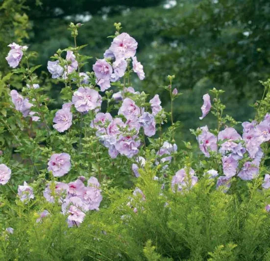 Hibiscus Syriacus 'lavender Chiffon' - View 4 from www redcrocus com