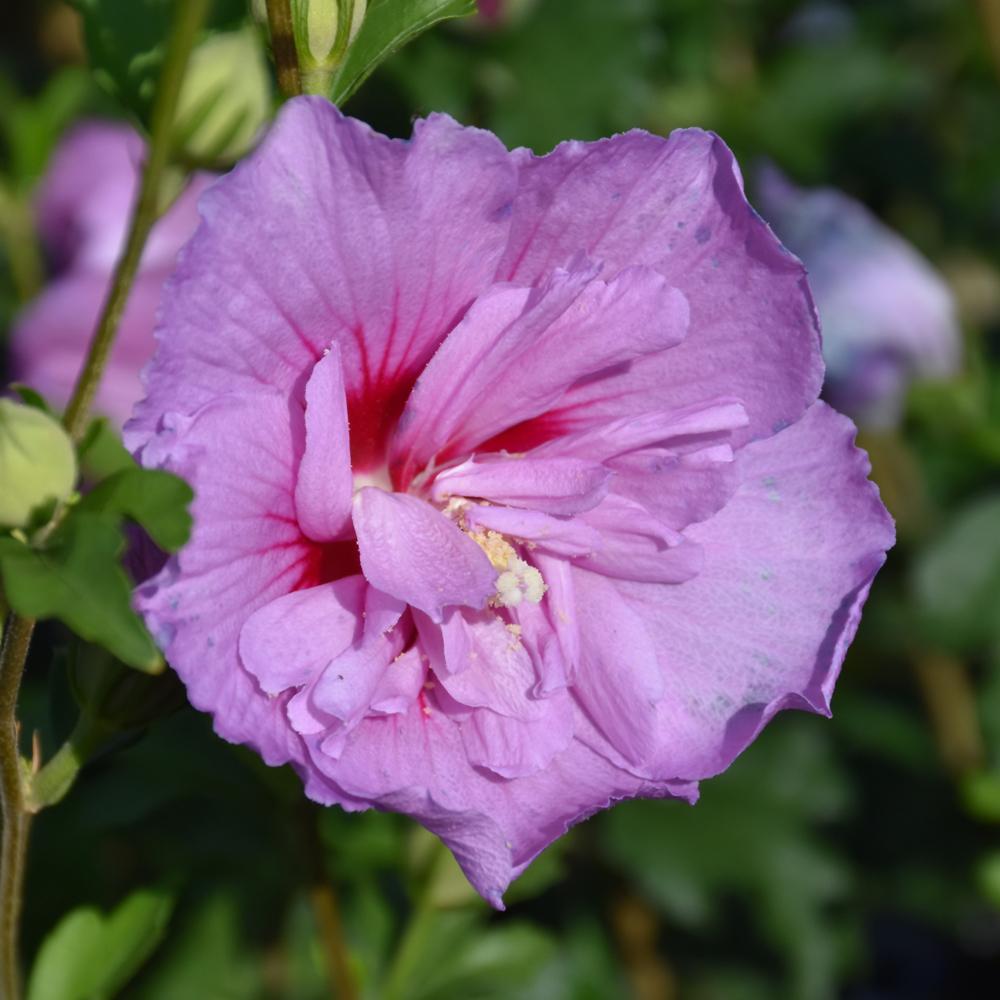 Hibiscus Syriacus 'lavender Chiffon' - View 8 from www redcrocus com