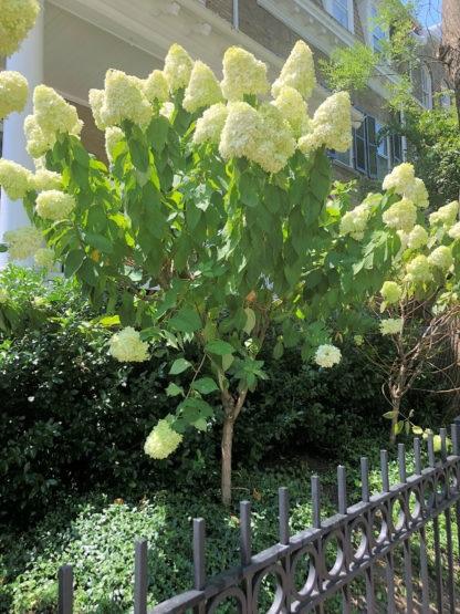 Hydrangea Paniculata 'limelight' Tree Form - View 11 from www redcrocus com
