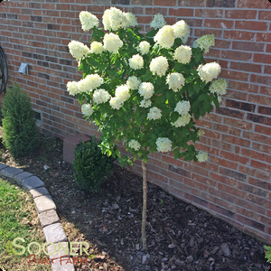 Hydrangea Paniculata 'limelight' Tree Form - View 12 from www redcrocus com