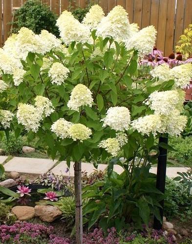 Hydrangea Paniculata 'limelight' Tree Form - View 17 from www redcrocus com