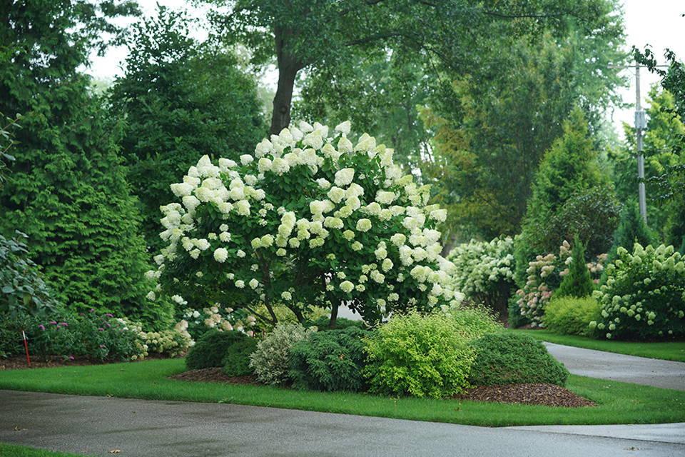 Hydrangea Paniculata 'limelight' Tree Form - View 18 from www redcrocus com