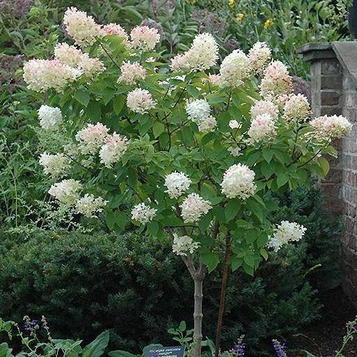 Hydrangea Paniculata 'limelight' Tree Form - View 20 from www redcrocus com