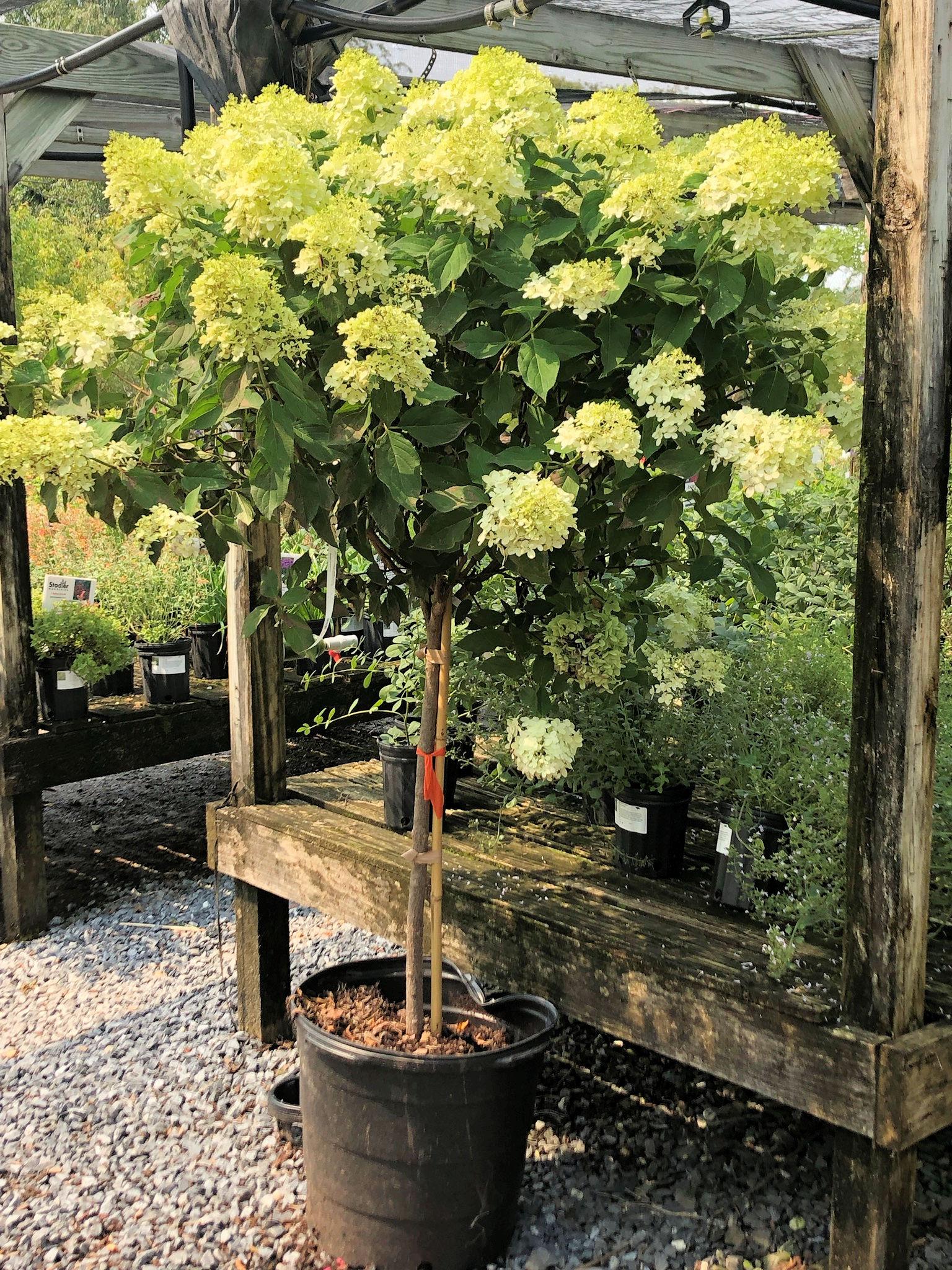 Hydrangea Paniculata 'limelight' Tree Form - View 21 from www redcrocus com