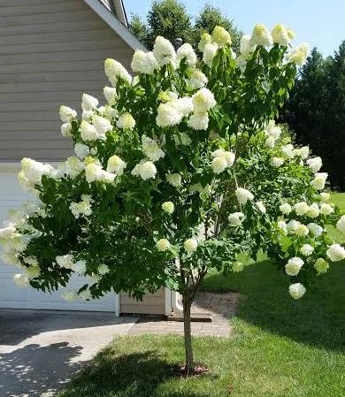 Hydrangea Paniculata 'limelight' Tree Form - View 22 from www redcrocus com