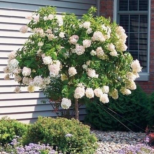 Hydrangea Paniculata 'limelight' Tree Form - View 27 from www redcrocus com
