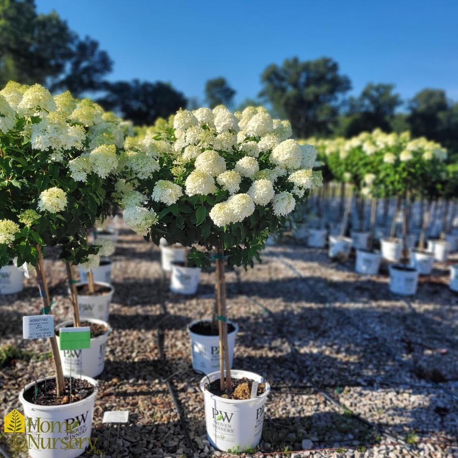 Hydrangea Paniculata 'limelight' Tree Form - View 2 from www redcrocus com