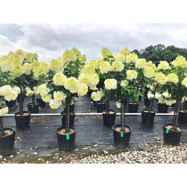 Hydrangea Paniculata 'limelight' Tree Form - View 30 from www redcrocus com