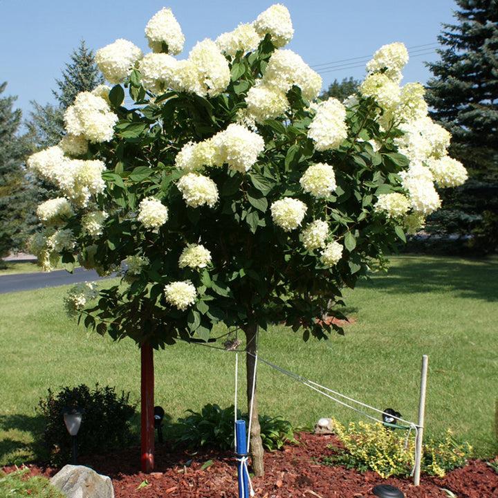 Hydrangea Paniculata 'limelight' Tree Form - View 32 from www redcrocus com