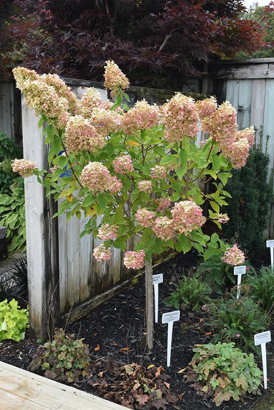 Hydrangea Paniculata 'limelight' Tree Form - View 34 from www redcrocus com