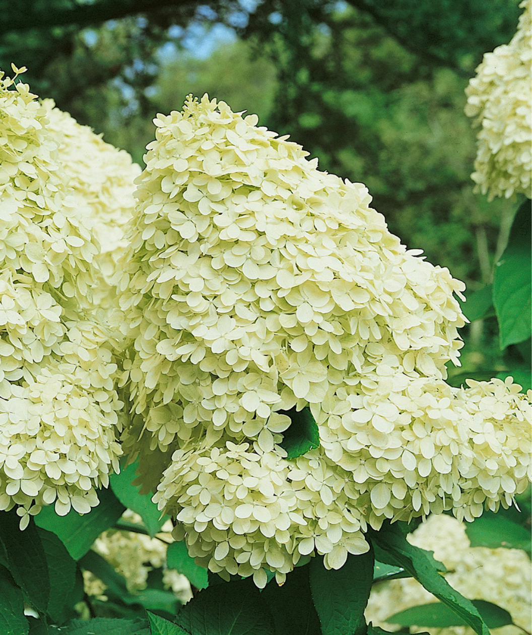 Hydrangea Paniculata 'limelight' Tree Form - View 4 from www redcrocus com