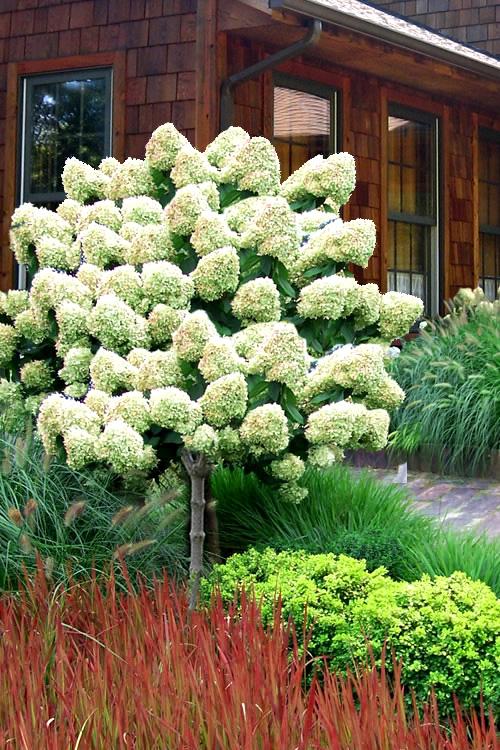 Hydrangea Paniculata 'limelight' Tree Form - View 8 from www redcrocus com