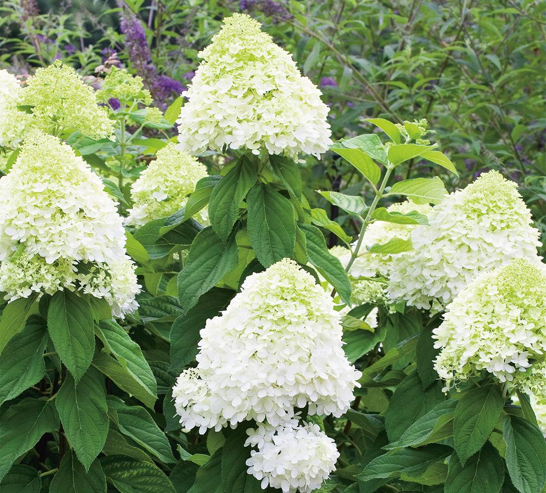 Hydrangea Paniculata Limelight - View 11 from www redcrocus com