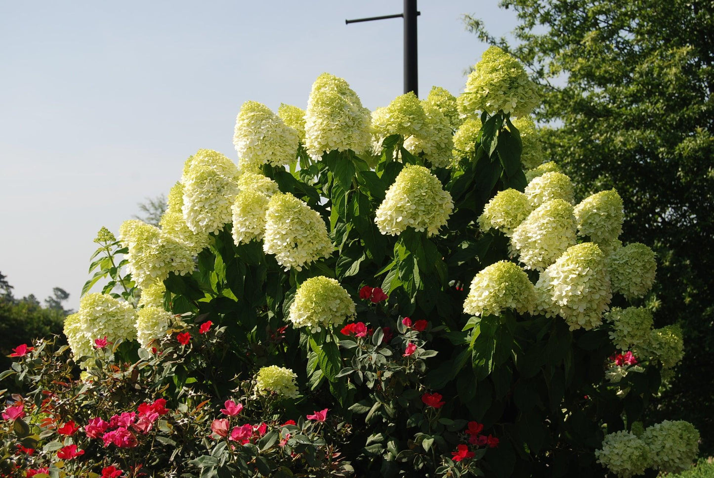 Hydrangea Paniculata Limelight - View 21 from www redcrocus com