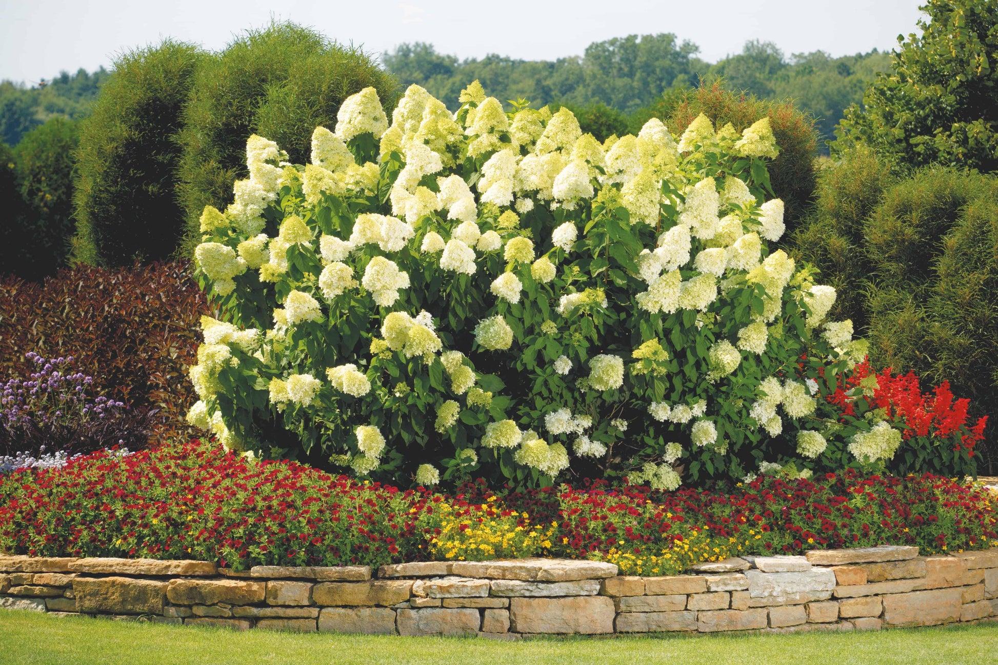 Hydrangea Paniculata Limelight - View 23 from www redcrocus com