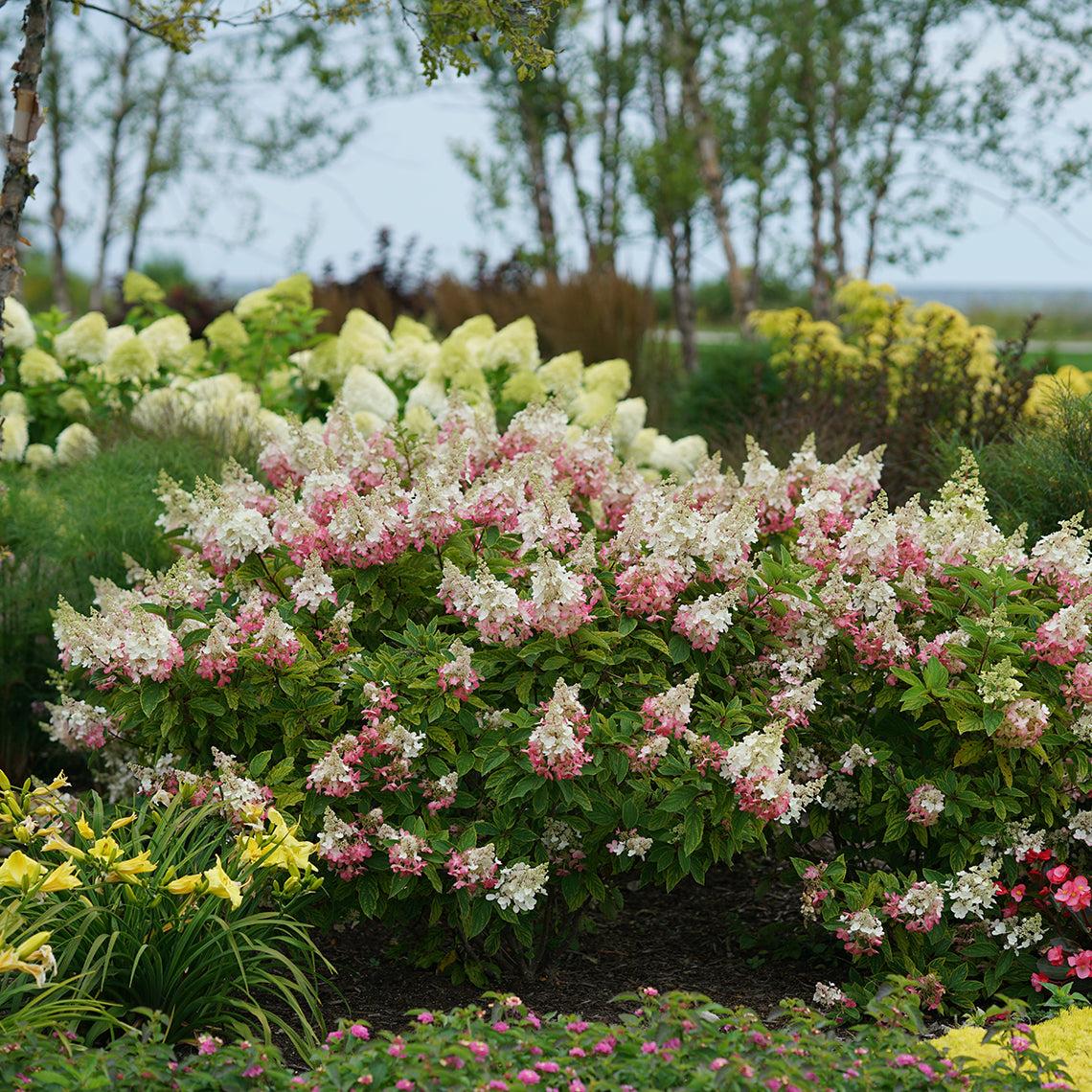 Hydrangea Paniculata Pinky Winky - View 11 from www redcrocus com
