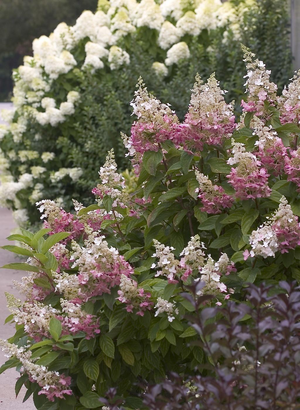 Hydrangea Paniculata Pinky Winky - View 12 from www redcrocus com