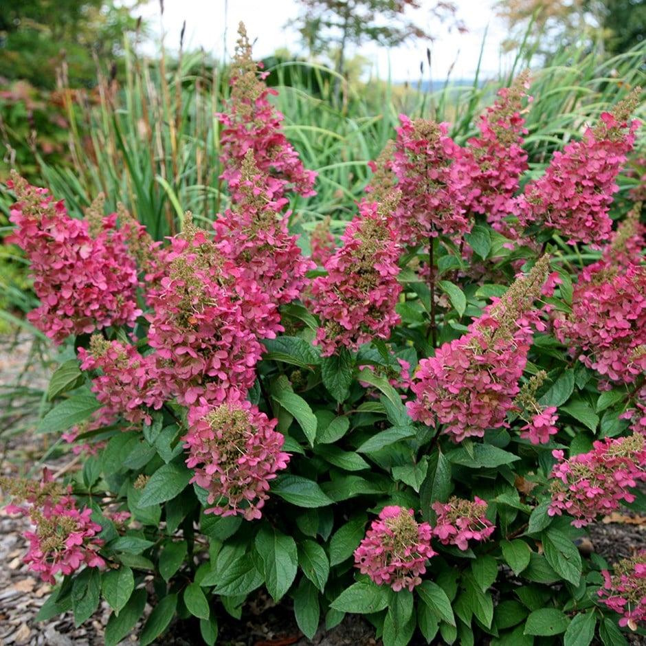 Hydrangea Paniculata Pinky Winky - View 13 from www redcrocus com