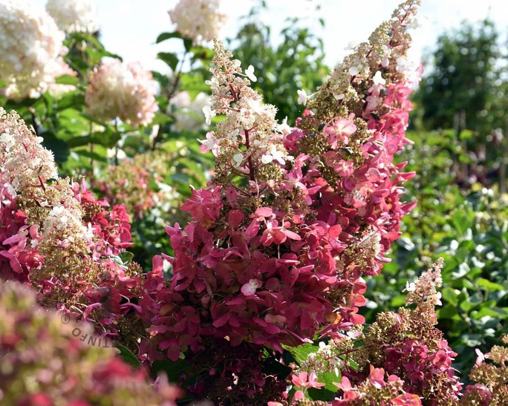 Hydrangea Paniculata Pinky Winky - View 15 from www redcrocus com