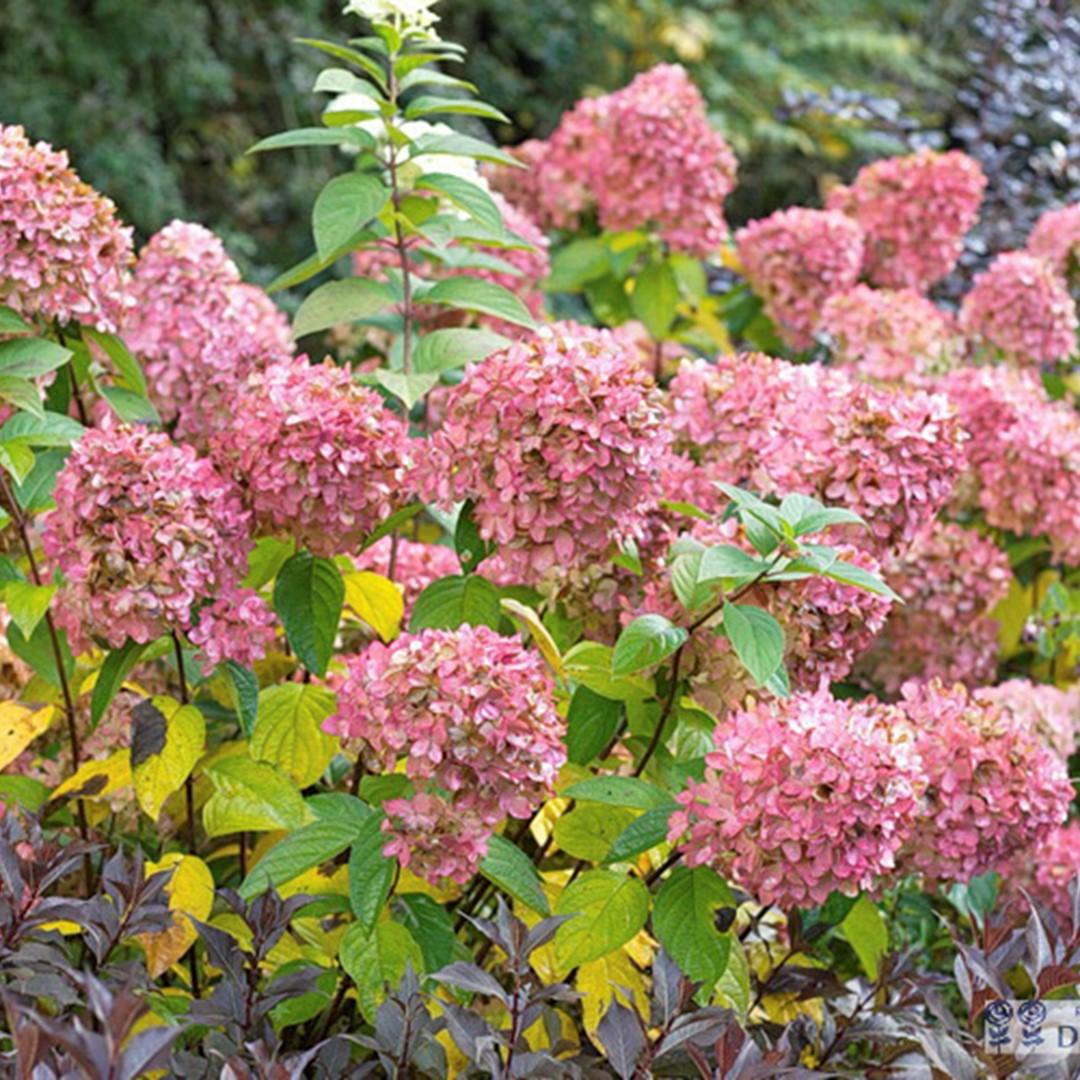 Hydrangea Paniculata Pinky Winky - View 16 from www redcrocus com