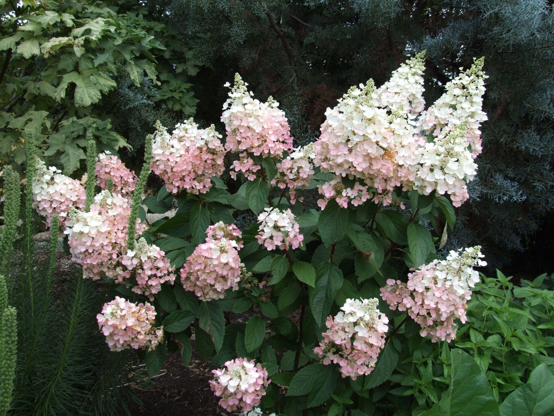 Hydrangea Paniculata Pinky Winky - View 17 from www redcrocus com
