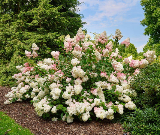 Hydrangea Paniculata Pinky Winky - View 1 from www redcrocus com