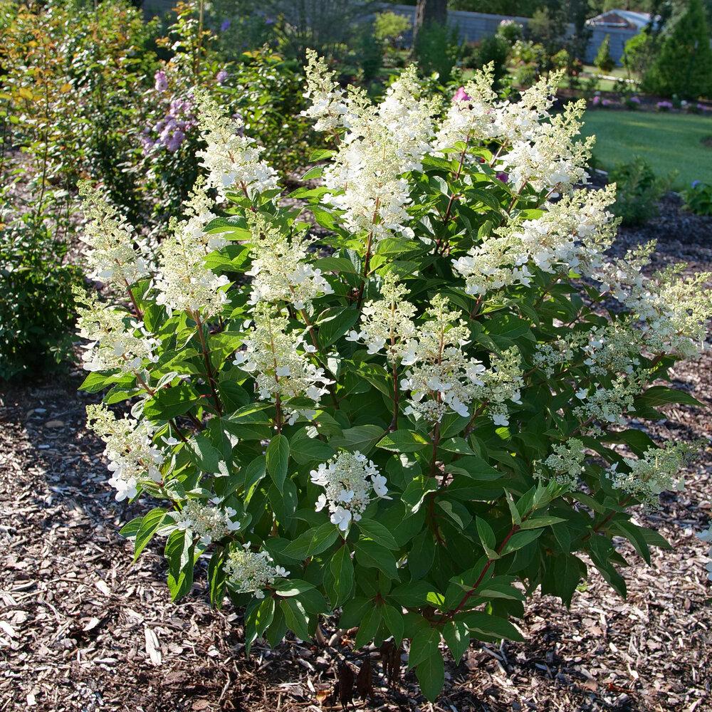 Hydrangea Paniculata Pinky Winky - View 20 from www redcrocus com