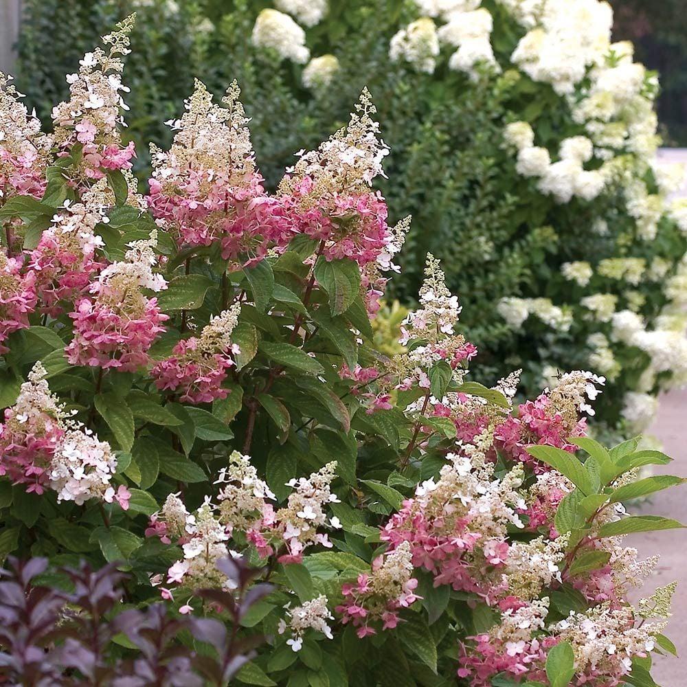 Hydrangea Paniculata Pinky Winky - View 2 from www redcrocus com