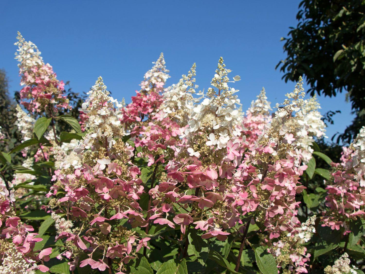 Hydrangea Paniculata Pinky Winky - View 4 from www redcrocus com