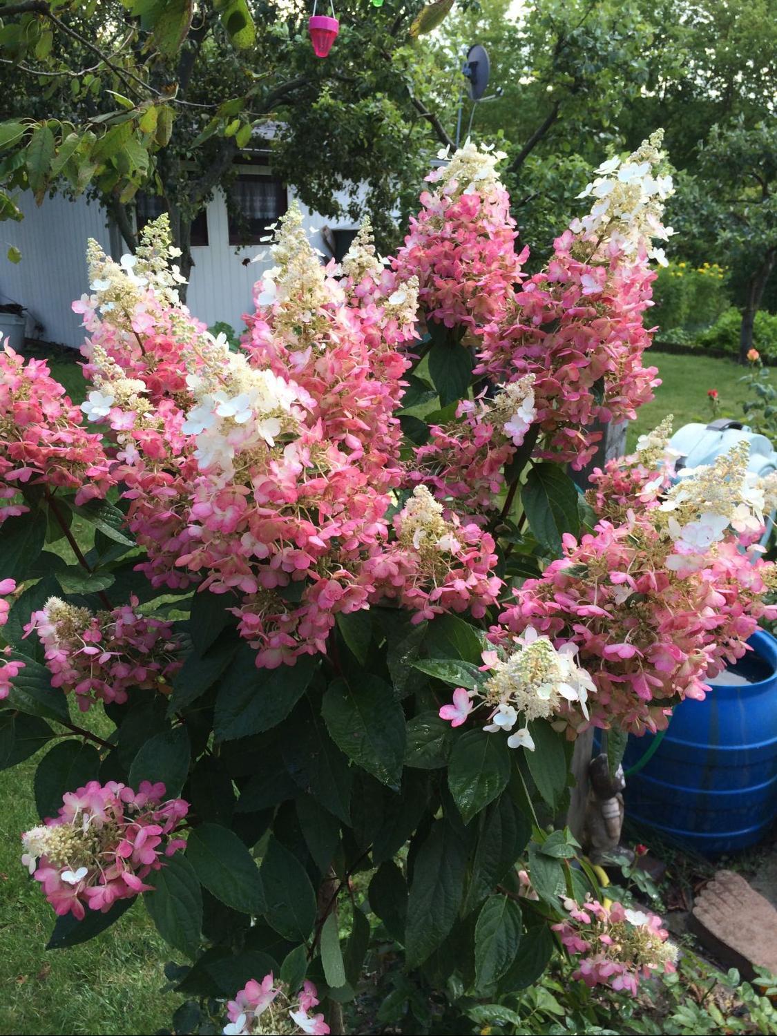 Hydrangea Paniculata Pinky Winky - View 6 from www redcrocus com