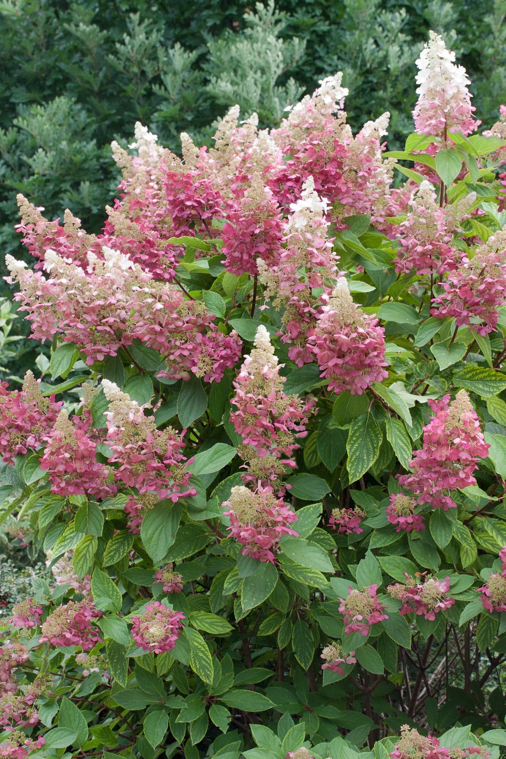 Hydrangea Paniculata Pinky Winky - View 7 from www redcrocus com