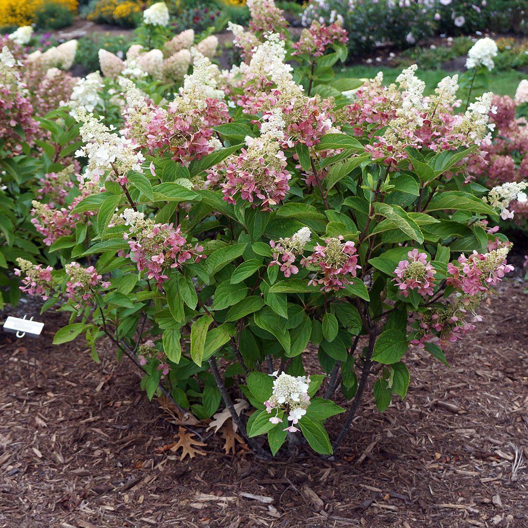 Hydrangea Paniculata Pinky Winky - View 8 from www redcrocus com
