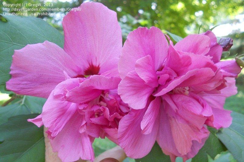 Hibiscus Syriacus Lucy - View 11 from www redcrocus com