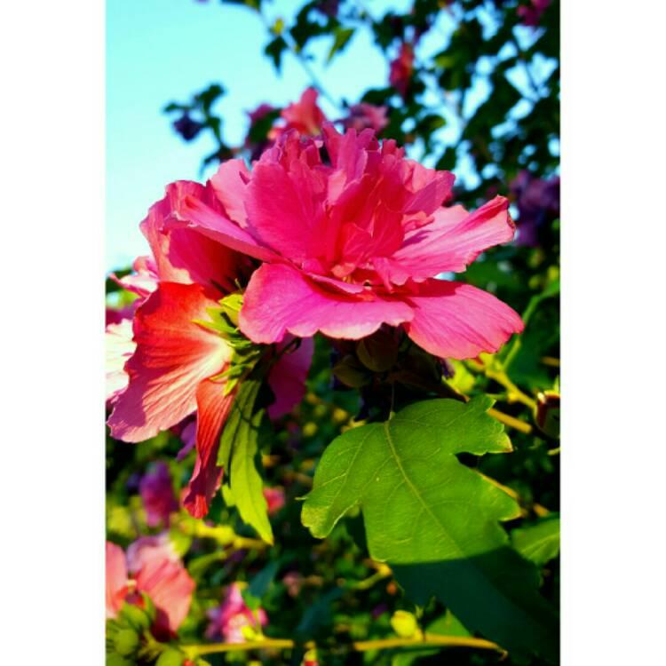 Hibiscus Syriacus Lucy - View 12 from www redcrocus com