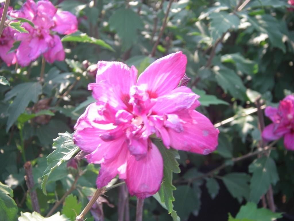 Hibiscus Syriacus Lucy - View 13 from www redcrocus com