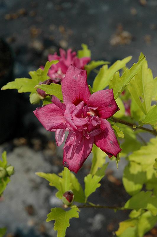 Hibiscus Syriacus Lucy - View 15 from www redcrocus com