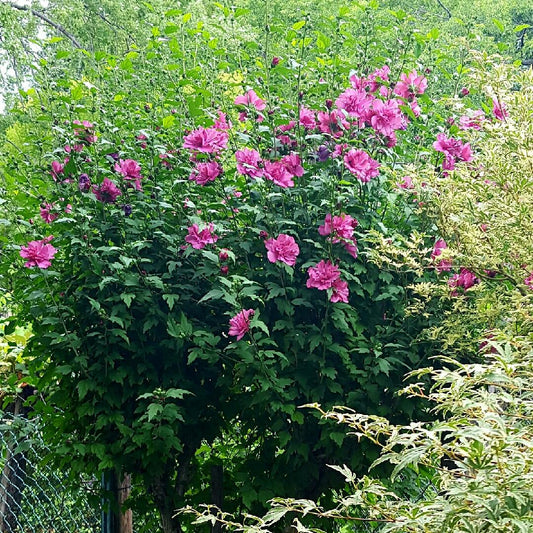 Hibiscus Syriacus Lucy - View 1 from www redcrocus com