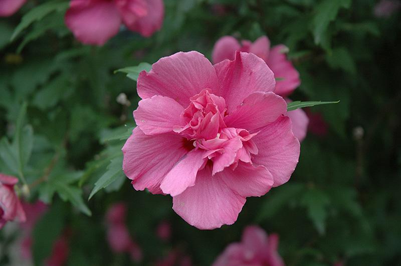 Hibiscus Syriacus Lucy - View 3 from www redcrocus com