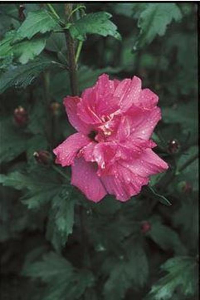 Hibiscus Syriacus Lucy - View 4 from www redcrocus com