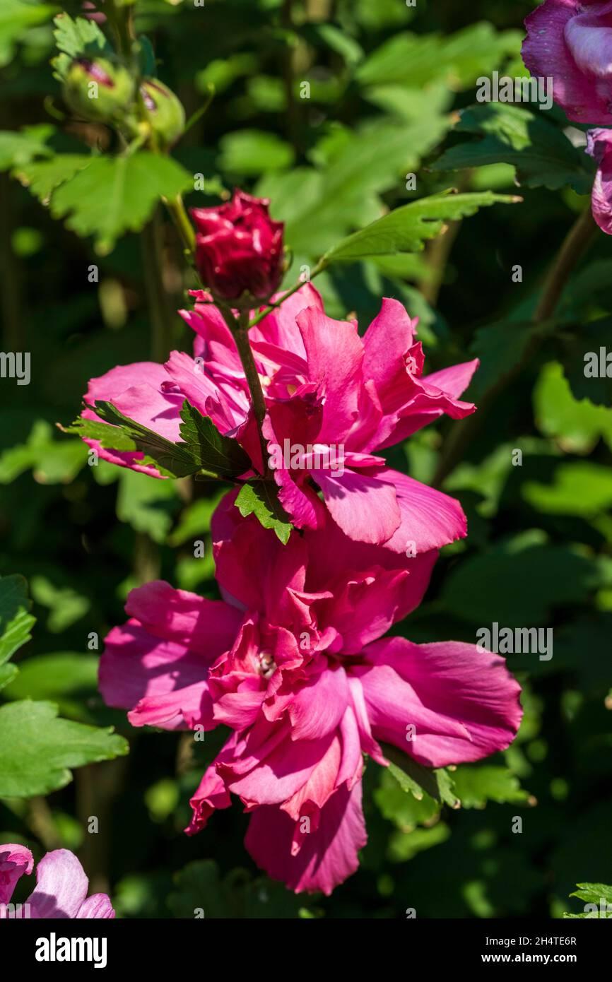Hibiscus Syriacus Lucy - View 6 from www redcrocus com