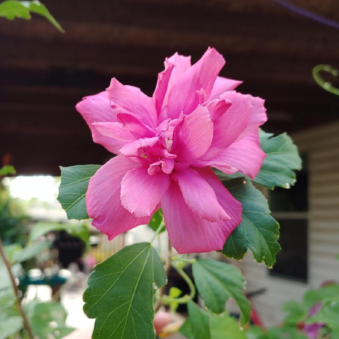 Hibiscus Syriacus Lucy - View 8 from www redcrocus com