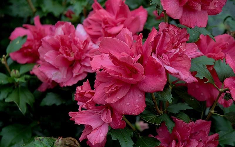 Hibiscus Syriacus Lucy - View 9 from www redcrocus com